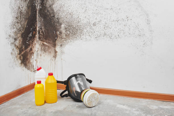 Best Mold Removal Company Near Me  in Yoncalla, OR