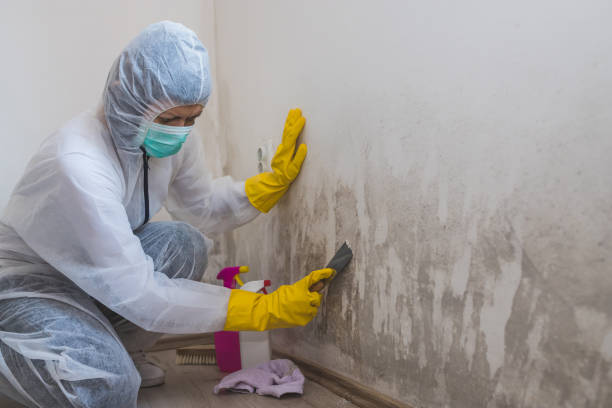 Best Certified Mold Removal  in Yoncalla, OR
