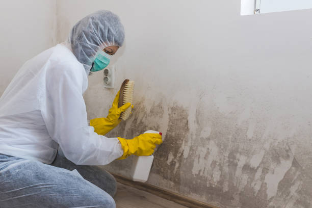 Best Emergency Mold Removal  in Yoncalla, OR