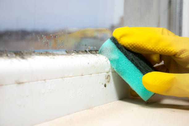 Best Best Mold Removal Companies  in Yoncalla, OR